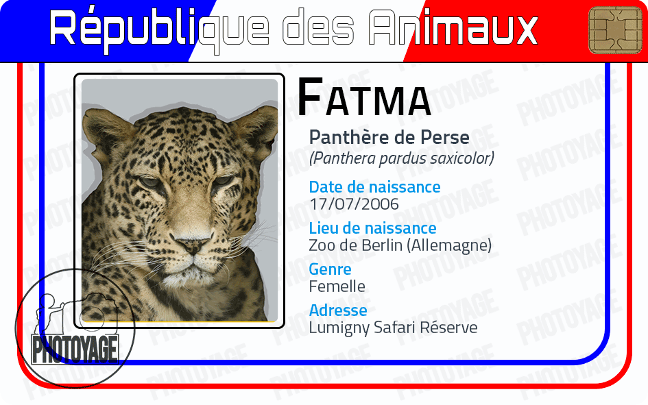 Fatma (panthère de Perse)