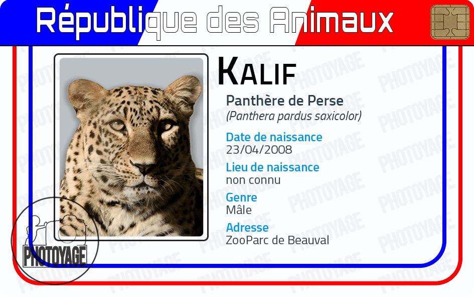 Kalif - Panthère de Perse