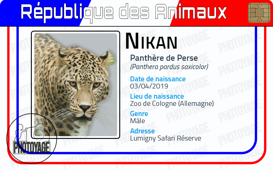 Nikan (panthère de Perse)