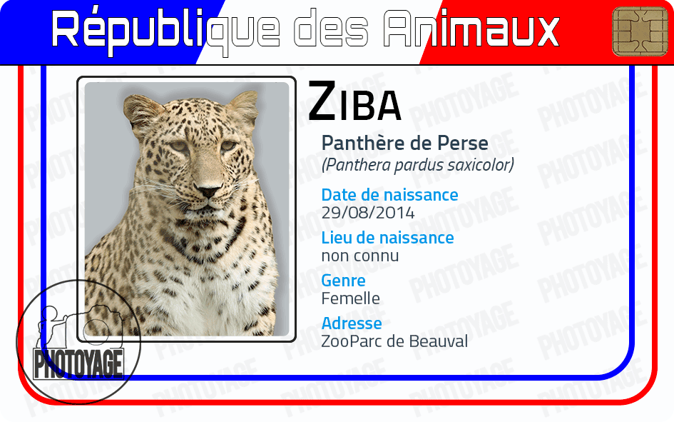 Ziba (panthère de Perse)