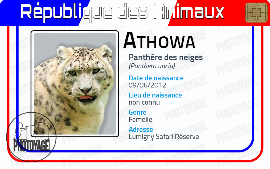 Athowa - la panthère des neiges femelle du Lumigny Safari Réserve