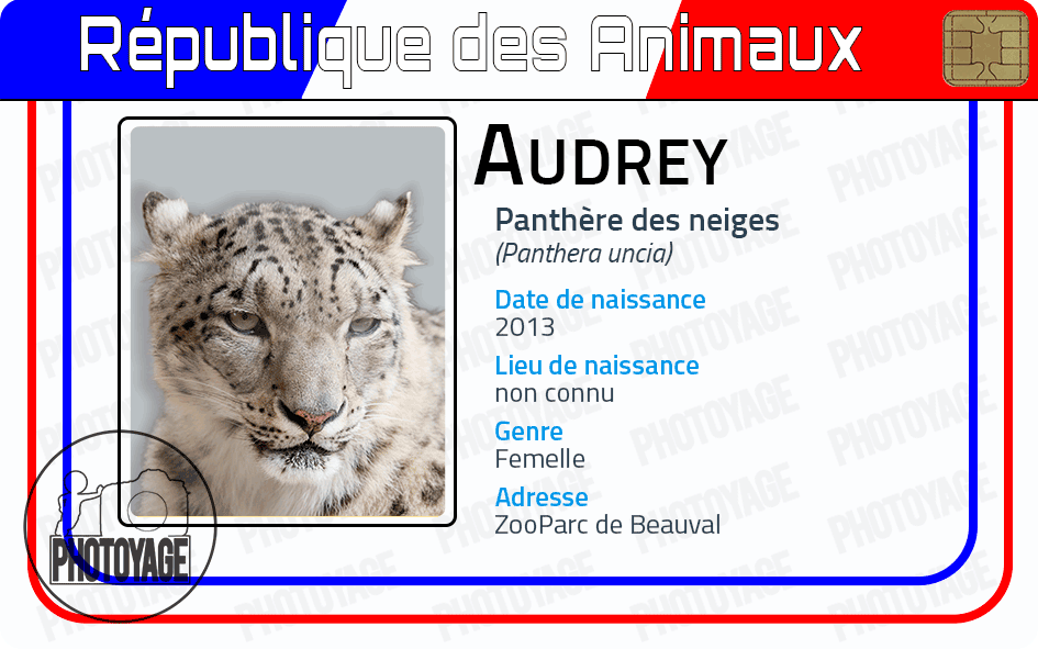Audrey (panthere des neiges)