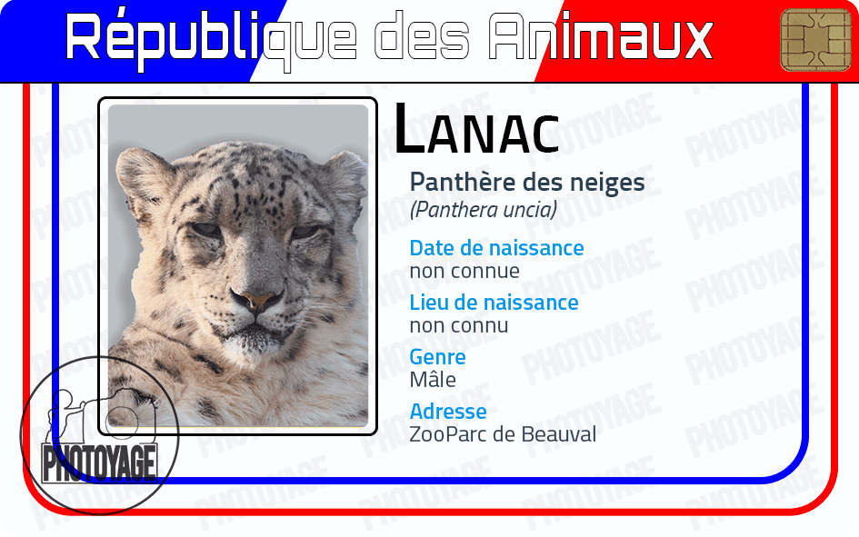 Lanac (panthere des neiges)