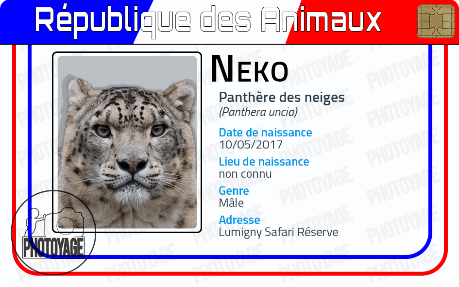 Neko  - la panthère des neiges mâle du Lumigny Safari Réserve