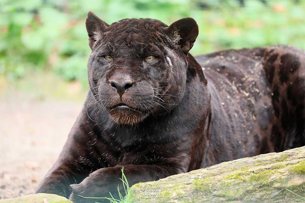 Laeticia - Jaguar - ZooParc de Beauval