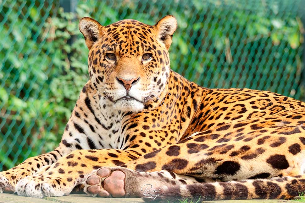 Miguel - Jaguar - ZooParc de Beauval