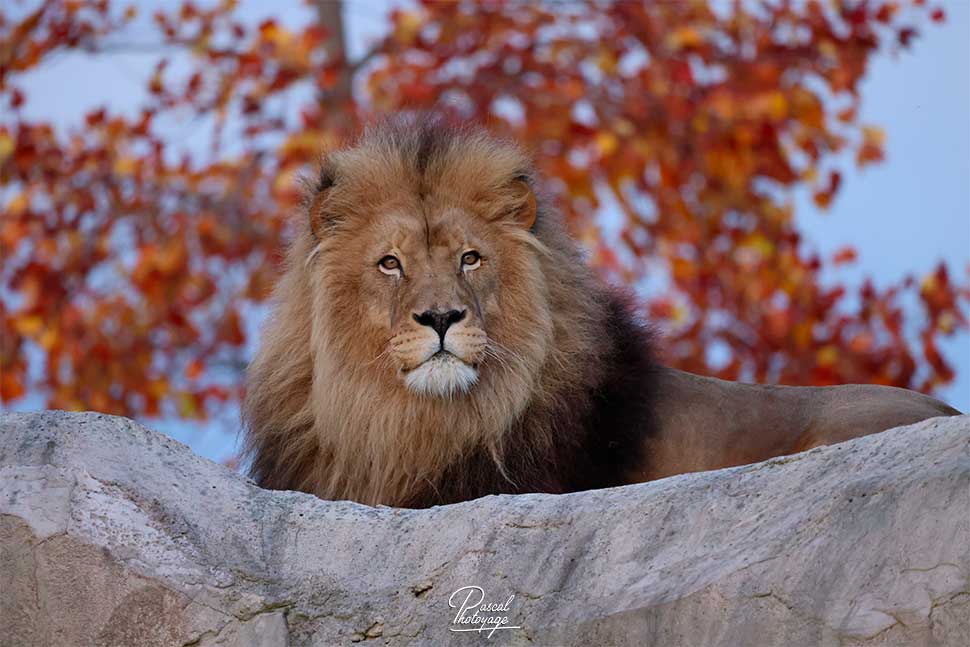 Krüger (lion d'Afrique)