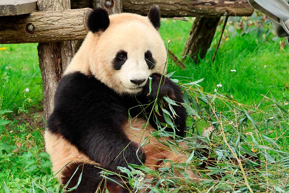 Huanlili (panda géant)