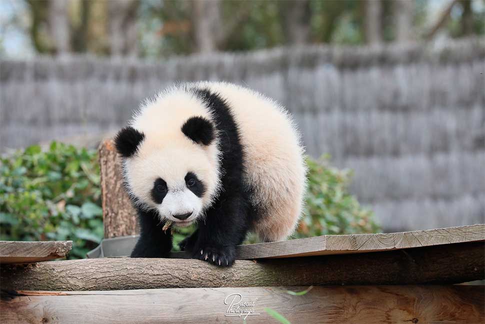 Yuandudu (panda géant)