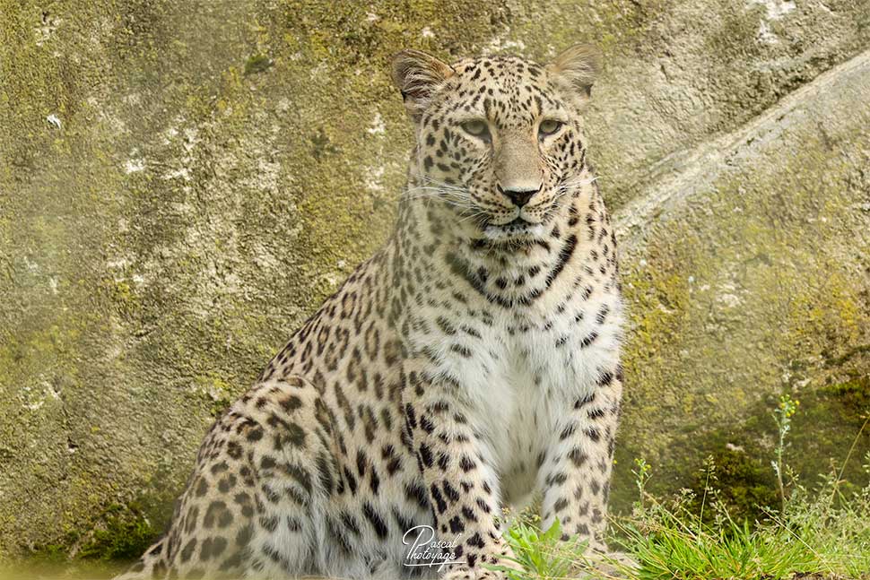 Ziba - Panthère de Perse - ZooParc de Beauval