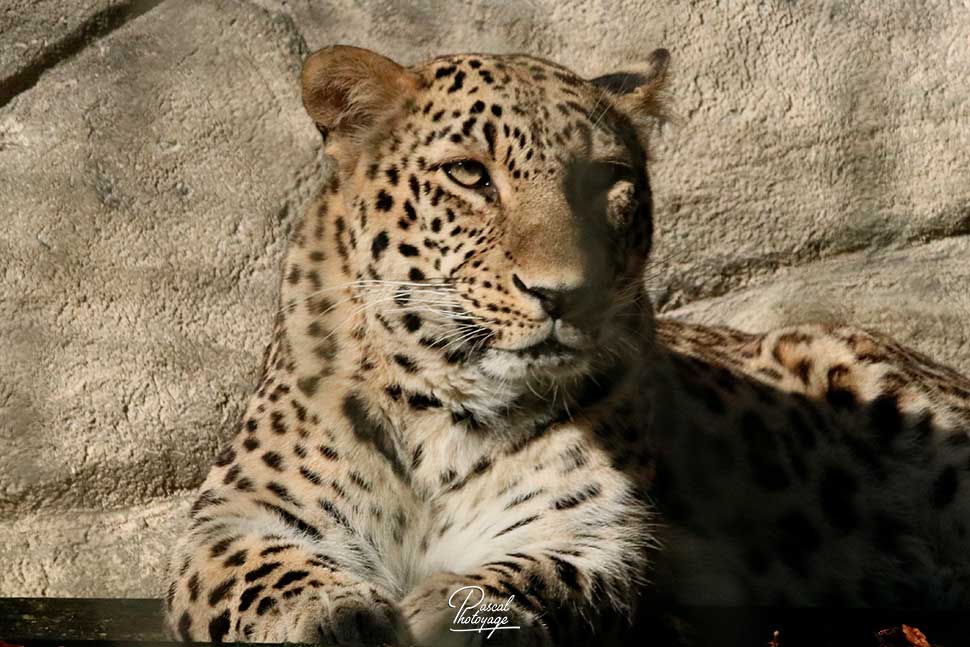 Kalif - Panthère de Perse - ZooParc de Beauval