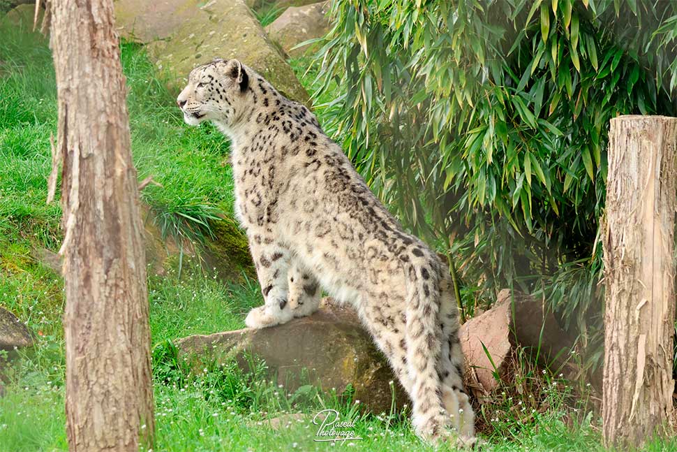 Audrey - panthère des neiges - ZooParc de Beauval