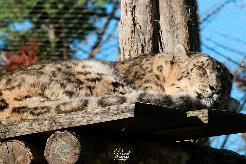 Lanac - panthère des neiges - ZooParc de Beauval