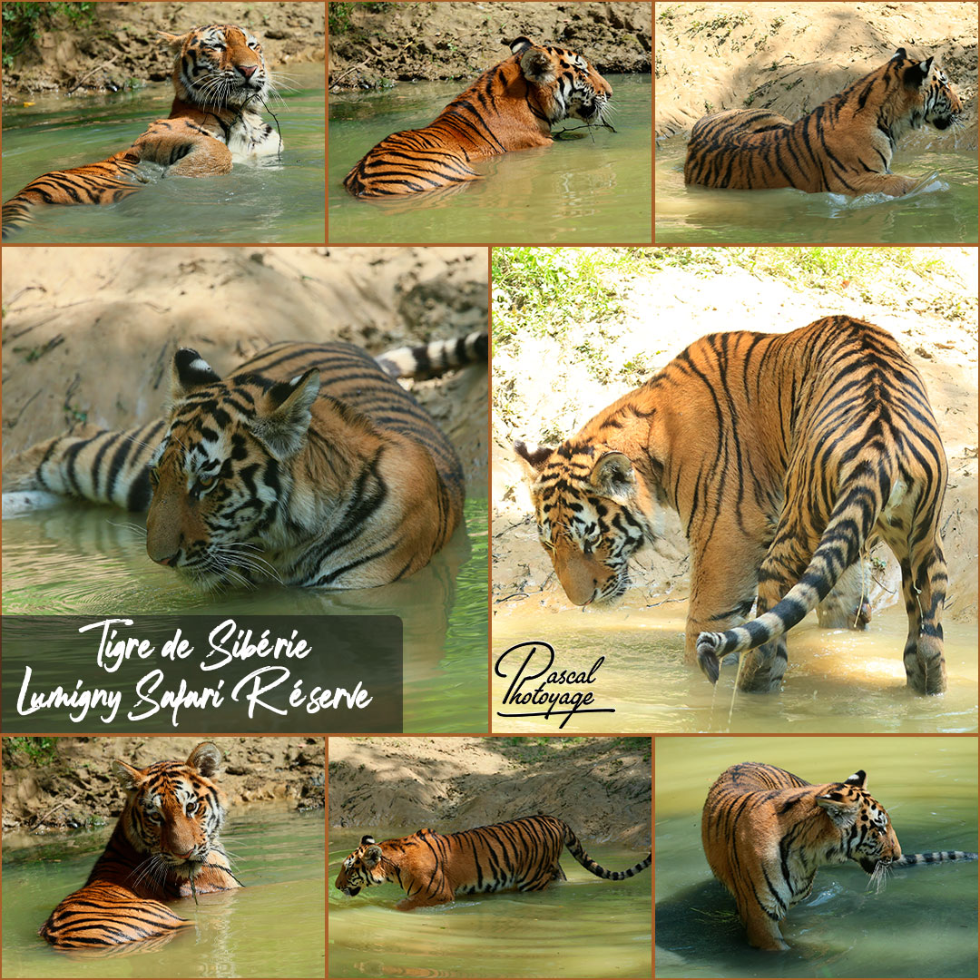 00866777_tigre_de_siberie_01_-_lumigny-safari_reserve_-_layout_34.jpg