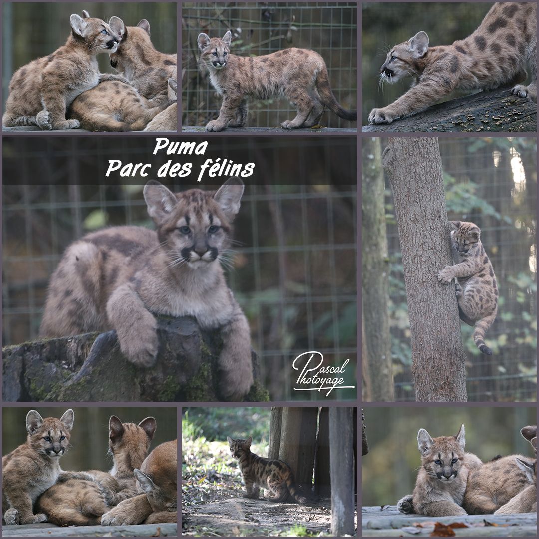 01015476_parc_des_felins_-_puma_01_-_layout_36.jpg