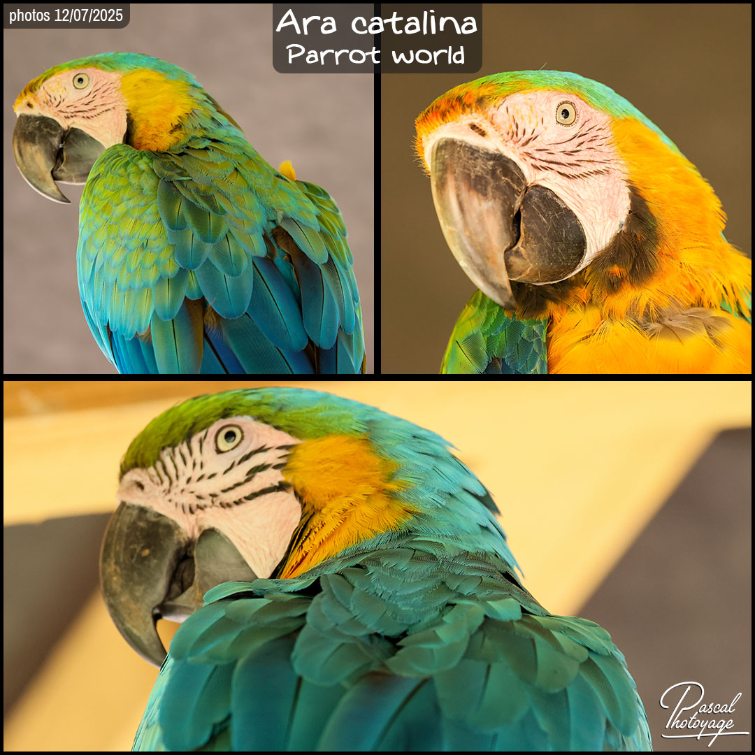 01616015_ara_catalina_01_-_parrot_world_-_layout_59.jpg