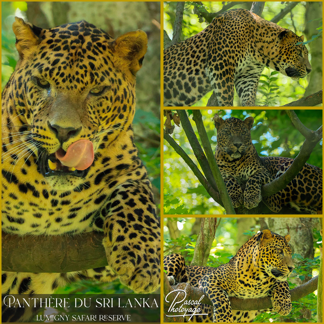 02228815_panthere_du_sri_lanka_01_-_lumigny_safari_reserve_-_layout_67.jpg
