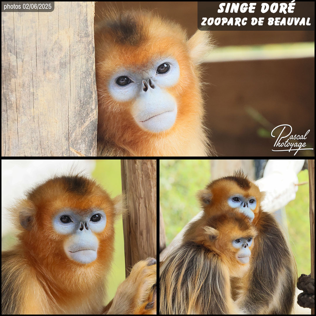 02441220_singe_dore_01_-_beauval_-_layout_58.jpg