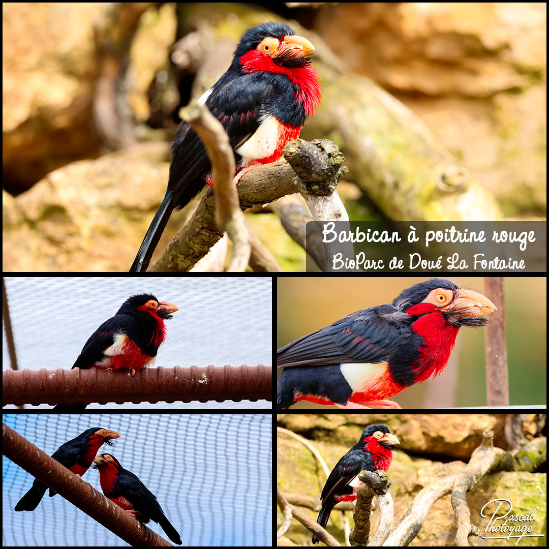 02730911_barbican_a_poitrine_rouge_01_-_bioparc_de_doue_la_fontaine_-_layout_56_1080x1080.jpg