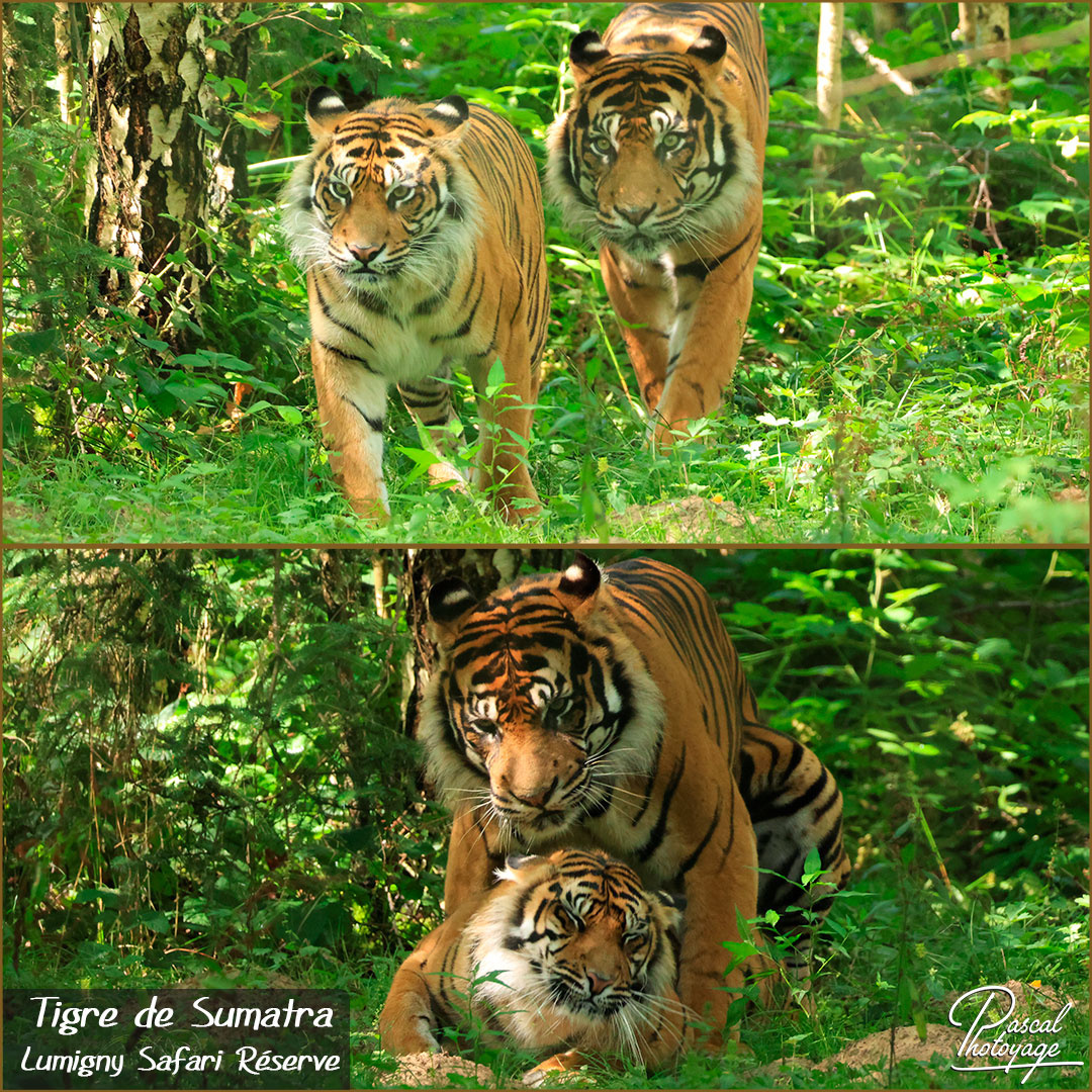 03167944_tigre_de_sumatra_01_-_lumigny_safari_reserve_-_layout_52.jpg