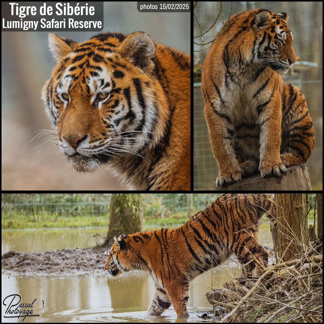 03413176_tigre_de_siberie_01_-_lumigny_safari_reserve_-_layout_01.jpg