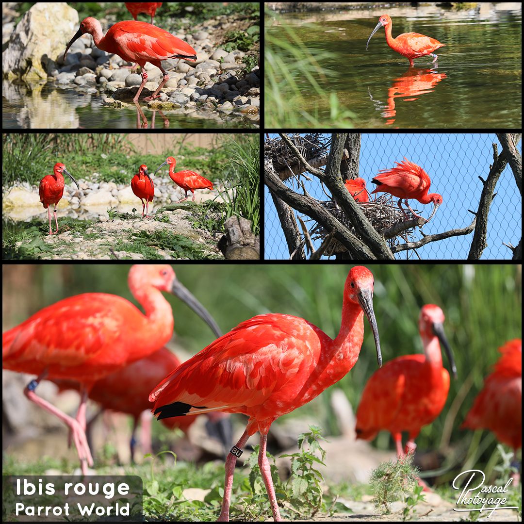09532434_parrot_world_-_ibis_rouge_01_-_layout_55_1080x1080.jpg