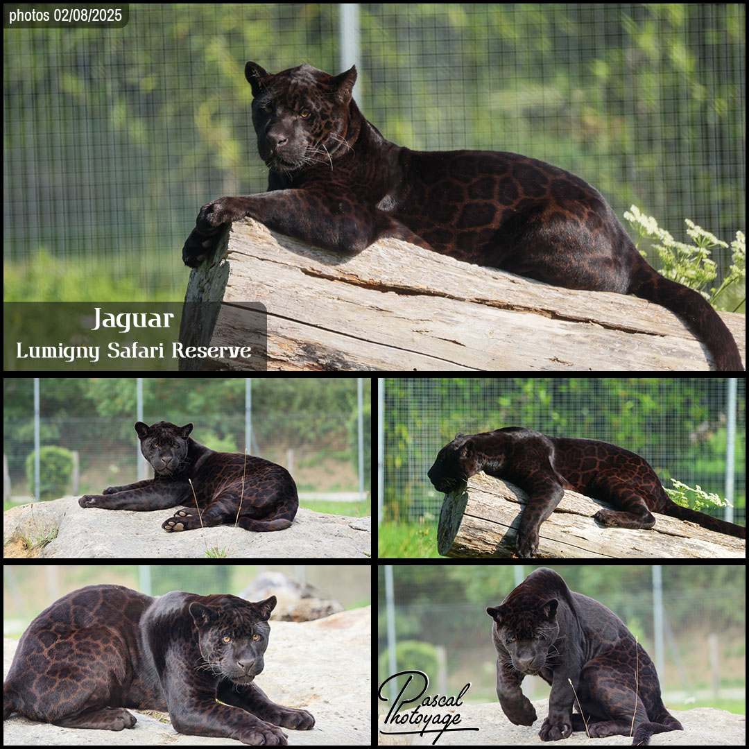 11350711_jaguar_noir_01_-_lumigny_safari_reserve_-_layout_56_1080x1080.jpg