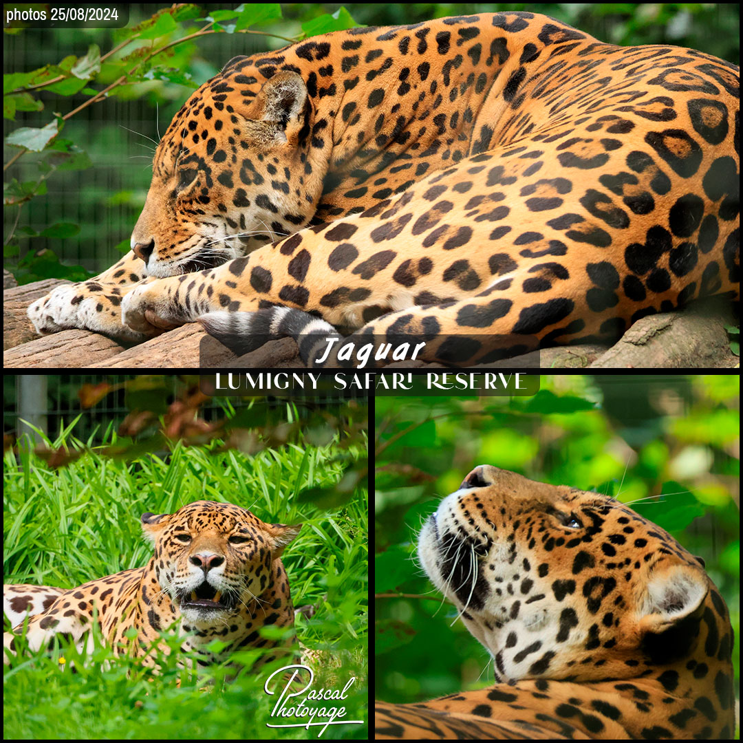 11821092_jaguar_01_-_lumigny_safari_reserve_-_layout_73.jpg