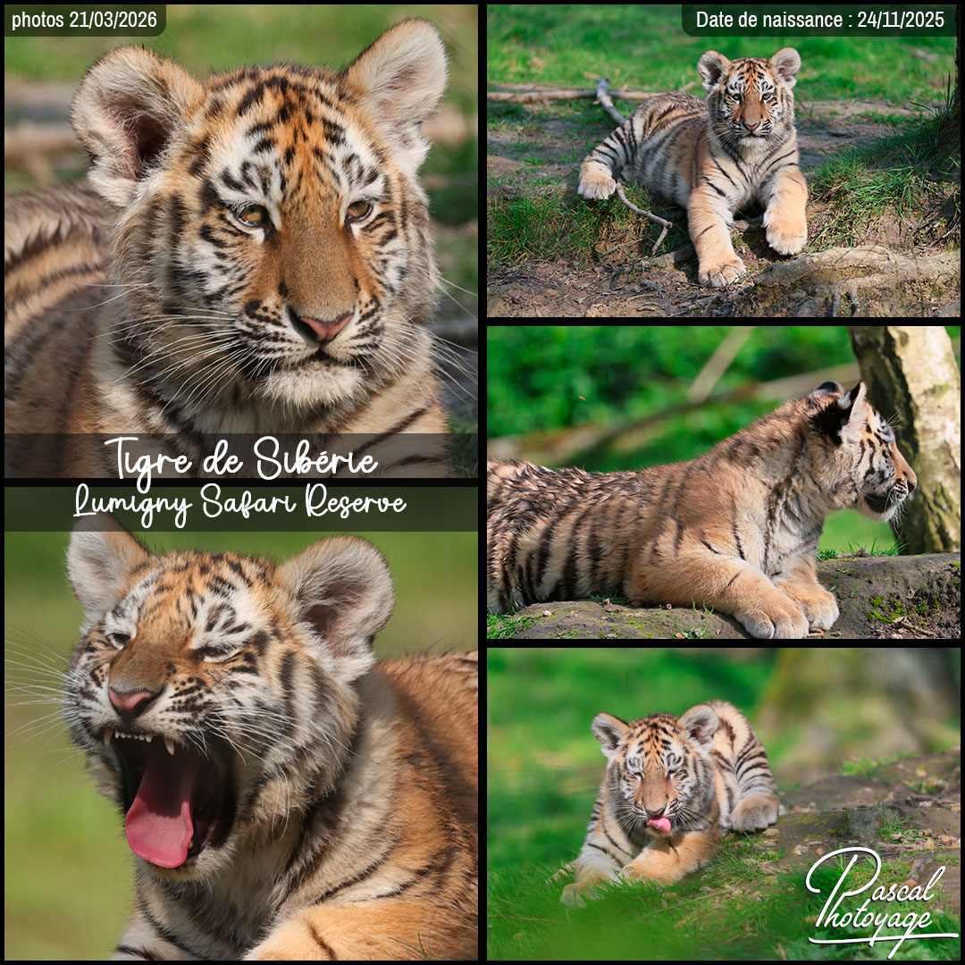 11861543_tigre_de_siberie_02_-_lumigny_safari_reserve_-_layout_18.jpg