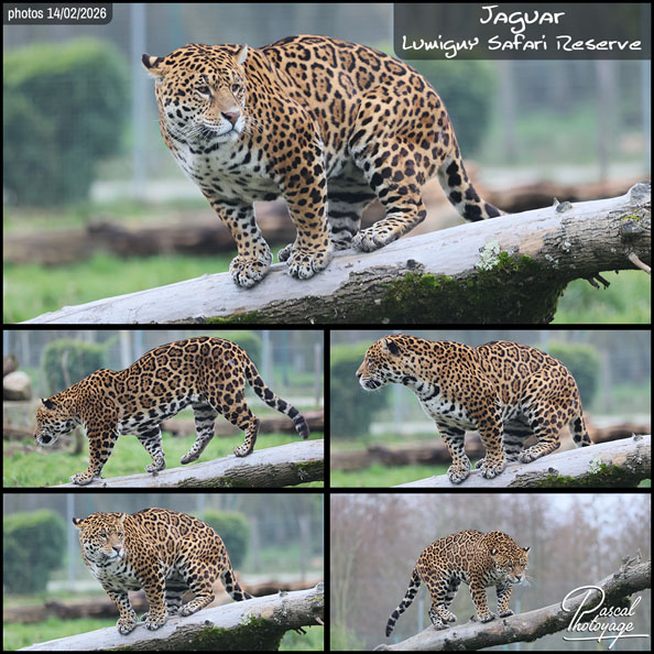 12448481_jaguar_01_-_lumigny_safari_reserve_-_layout_56-1.jpg