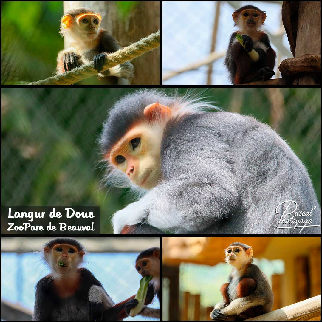13095272_langur_de_douc_01-_zooparc_de_beauval_-_layout_15.jpg