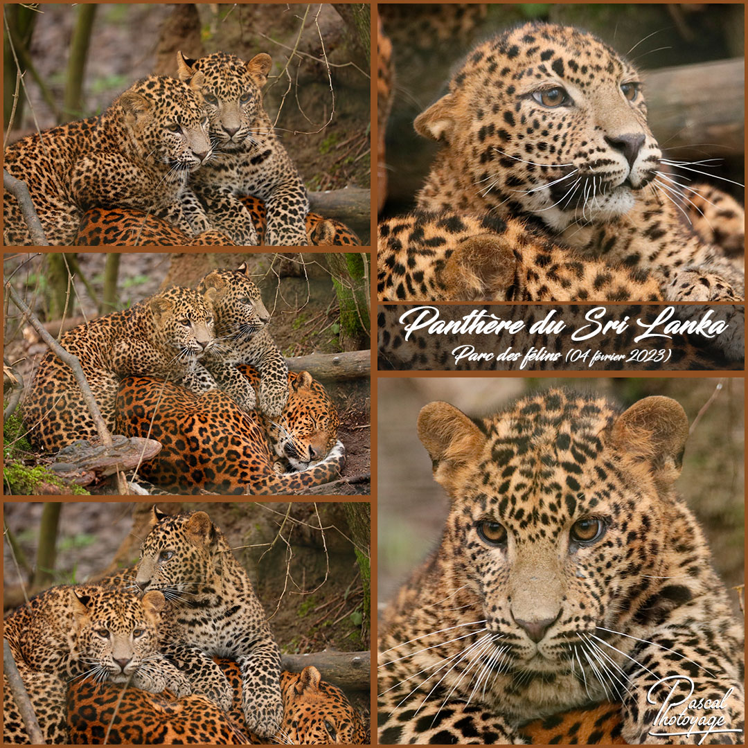16268980_parc_des_felins_-_panthere_du_sri_lanka_01_-_layout_17_1080x1080.jpg