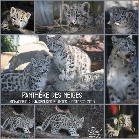17033908_jardin_des_plantes_-_panthere_des_neiges_01_-_layout_38.jpg
