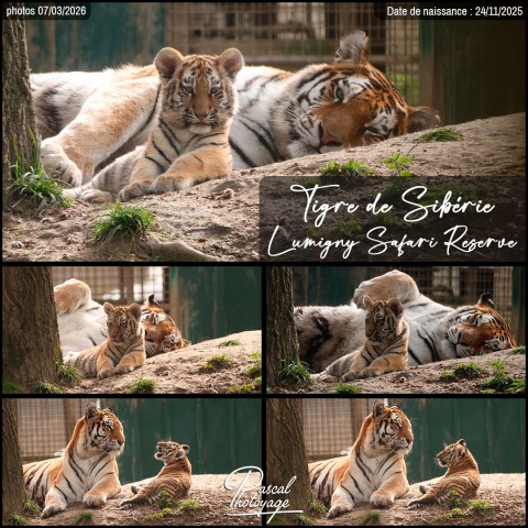 17794683_tigre_de_siberie_01_-_lumigny_safari_reserve_-_layout_56-1.jpg