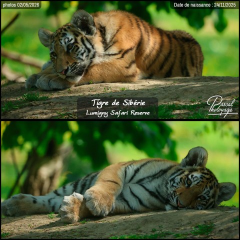 17857271_tigre_de_siberie_14_-_lumigny_safari_reserve_-_layout_52.jpg
