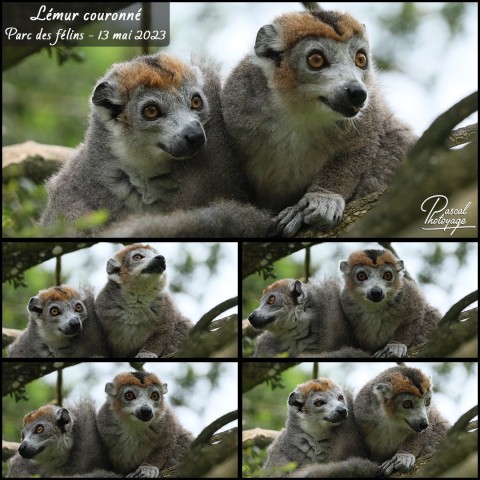 17894322_parc_des_felins_-_lemur_couronne_01_-_layout_56.jpg