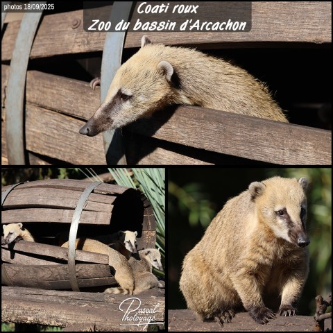 17993606_coati_roux_01_-_zoo_du_bassin_d_arcacon_-_layout_58.jpg