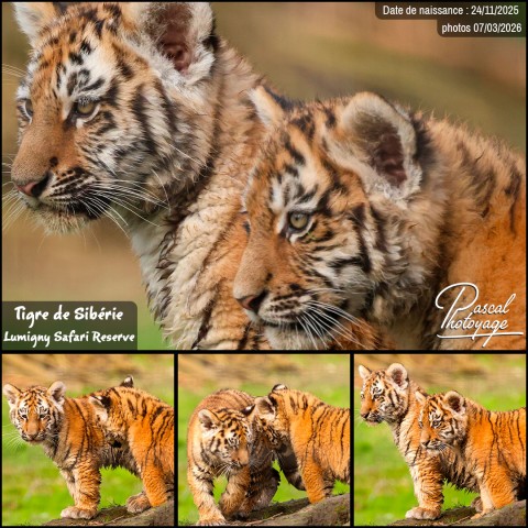 18542300_tigre_de_siberie_01_-_lumigny_safari_reserve_-_layout_77.jpg