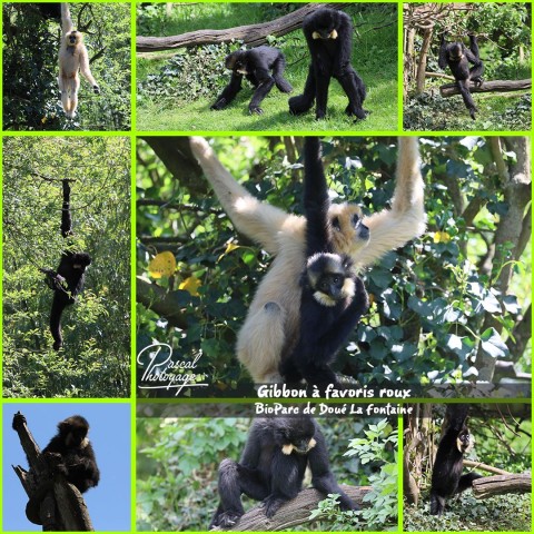 19569449_bioparc_doue_la_fontaine_-_gibbon_a_favoris_roux_-_layout_37.jpg