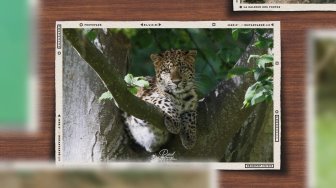 Album photos des 200 visites des zoos et parcs