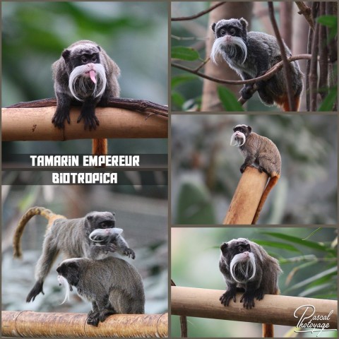 20165996_biotropica_-_tamarin_empereur_01_-_layout_18.jpg