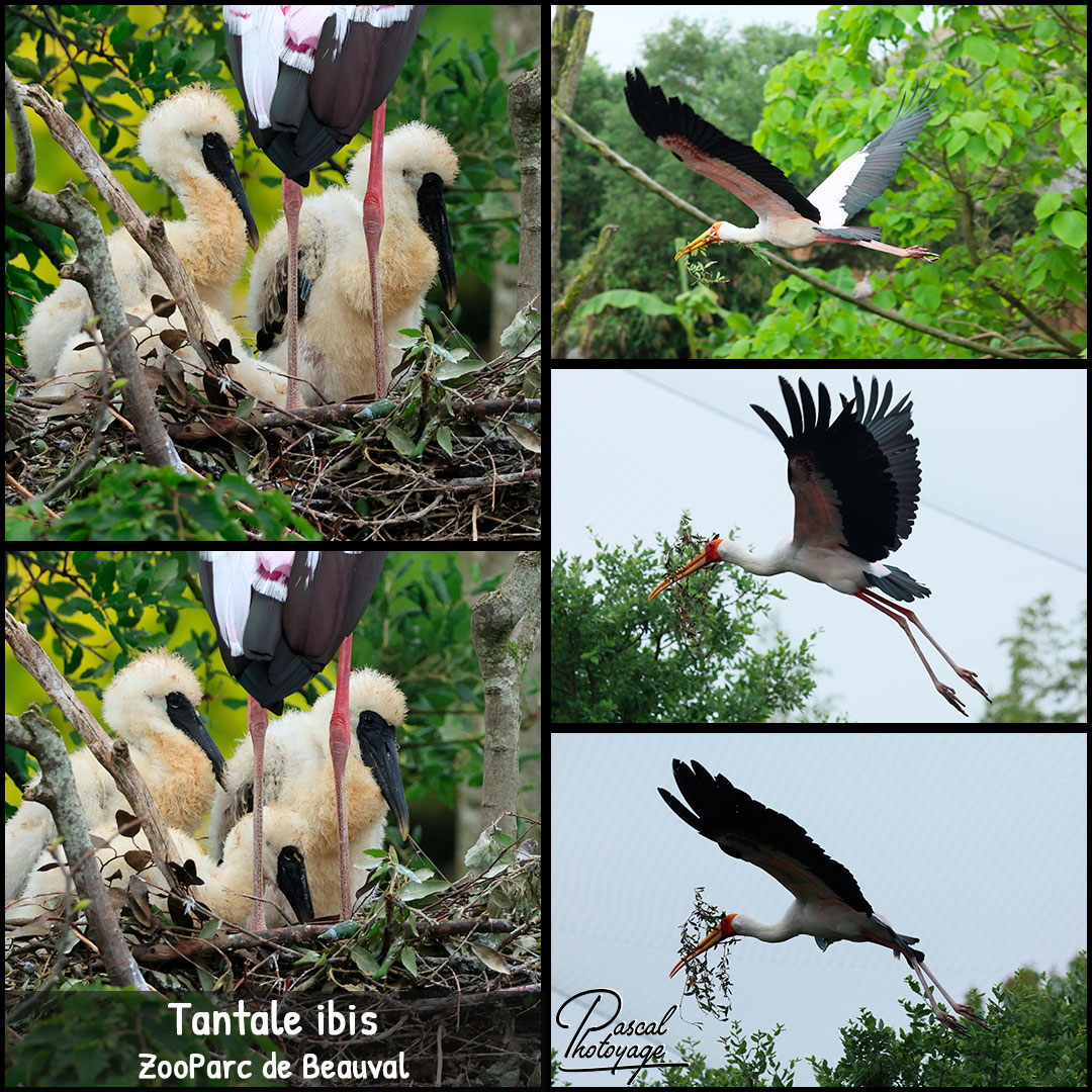 20193785_tantale_ibis_01_-_zooparc_de_beauval_-_layout_18_1080x1080.jpg