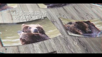 Les ours bruns du Kamtchatka du zoo de La Flèche