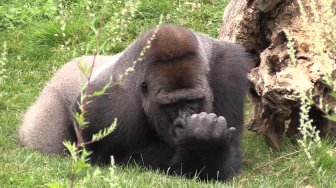 BEAUVAL - Les gorilles des plaines de l'Ouest