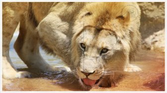 ZooParc de Beauval - La terre des lions (version adulte)