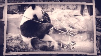 Photos souvenirs des pandas géants de Beauval
