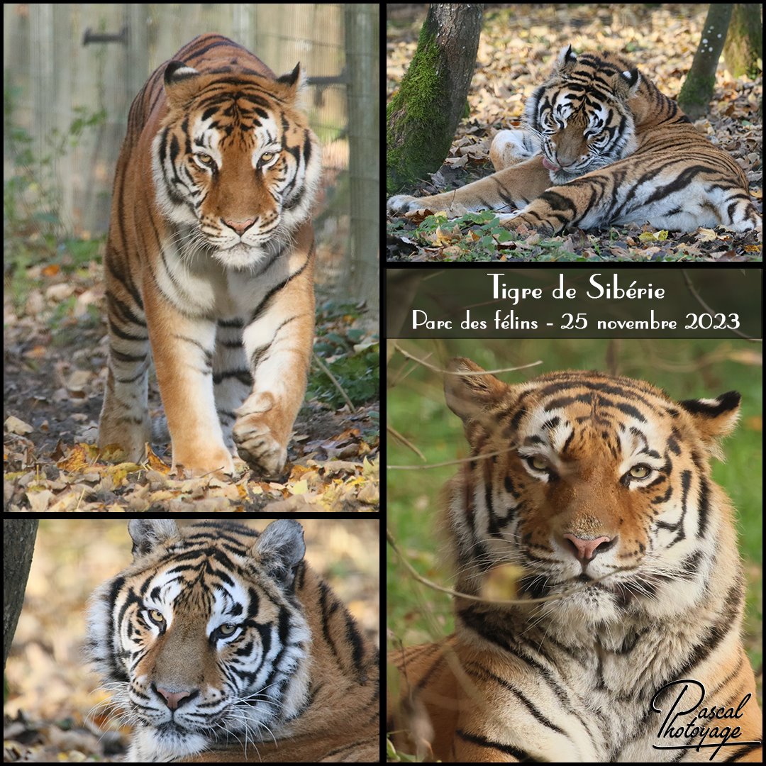 21357035_tigre_de_siberie_-_parc_des_felins_-_layout_11_1080x1080.jpg