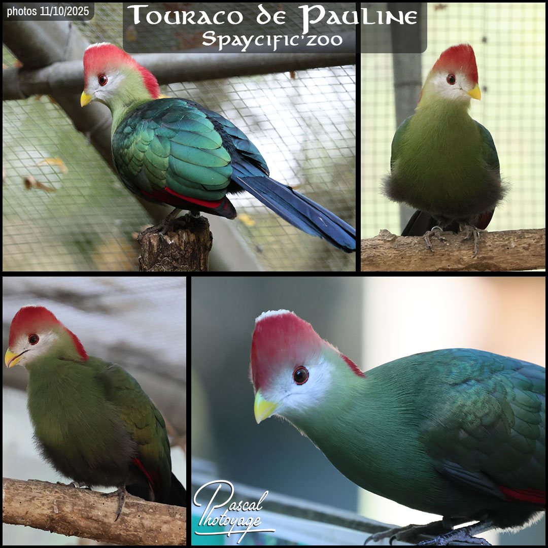 21489318_touraco_pauline_01_-_spaicific_zoo_-_layout_08_1080x1080.jpg