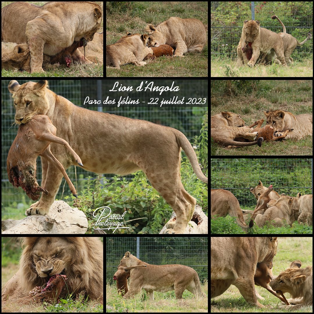 22433664_parc_des_felins_-_lion_d_angola_02_-_layout_46_1080x1080.jpg