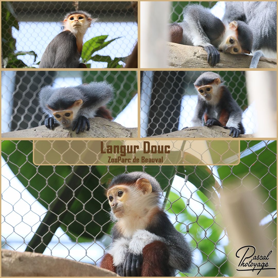 22451610_beauval_-_langur_douc_01_-_layout_55_1080x1080.jpg